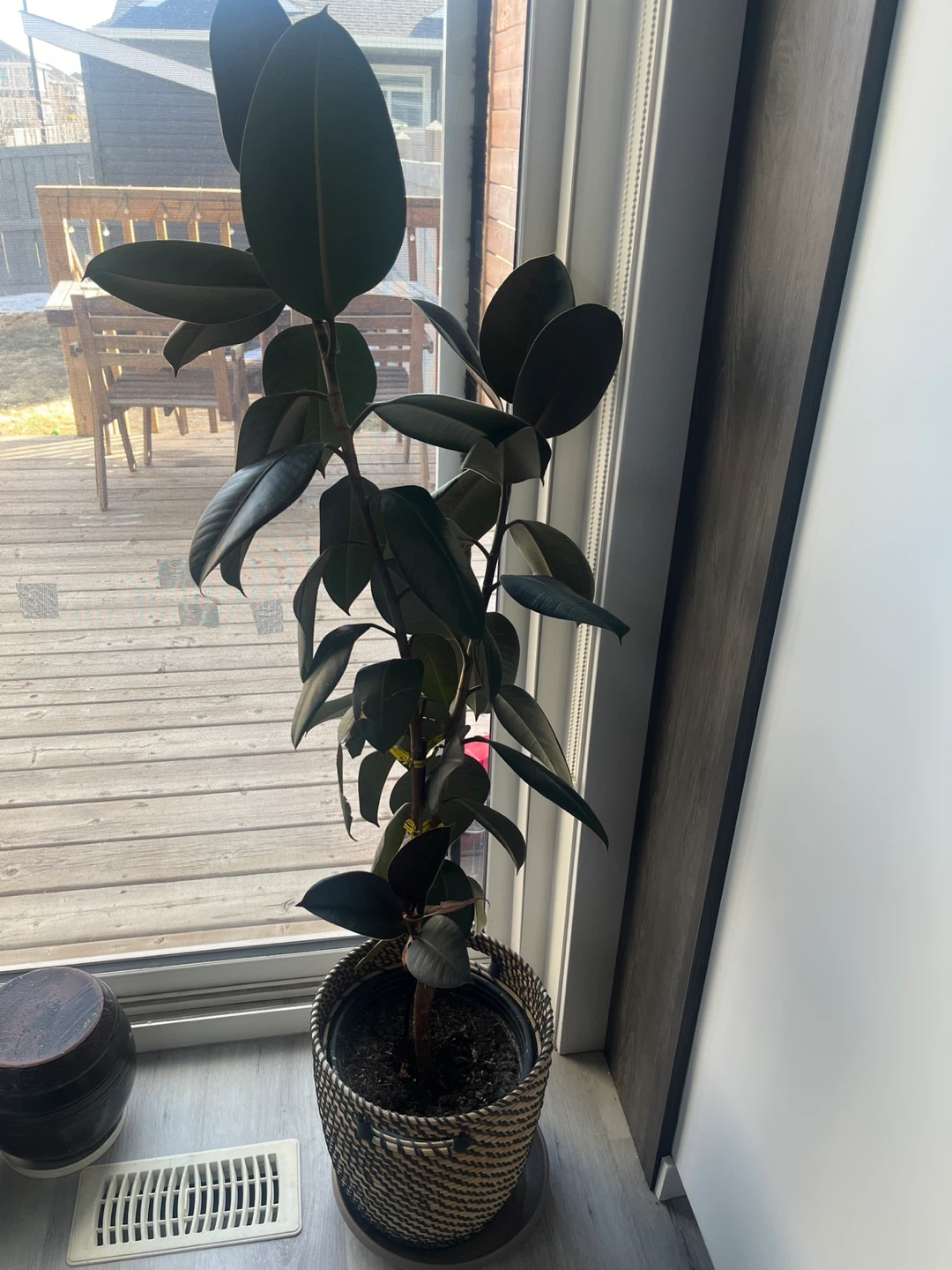 Rubber Plant