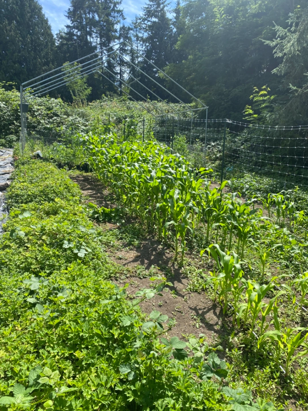 Green House Frame - photo 2