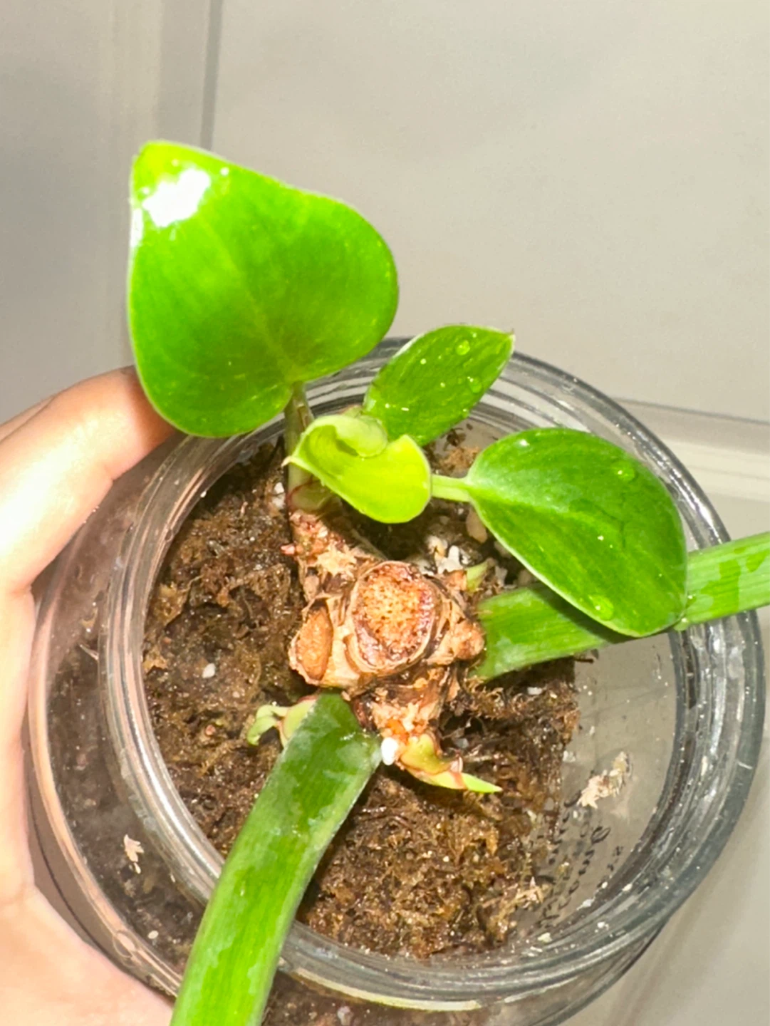 Philodendron Birkin Plant - photo 2