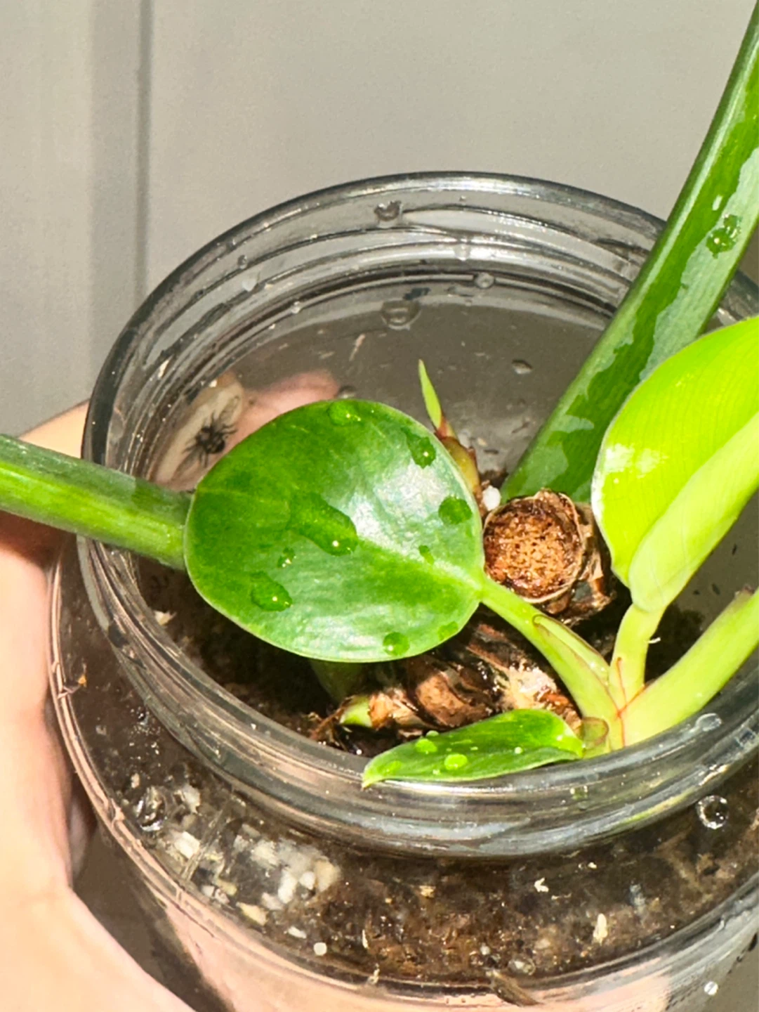 Philodendron Birkin Plant - photo 4