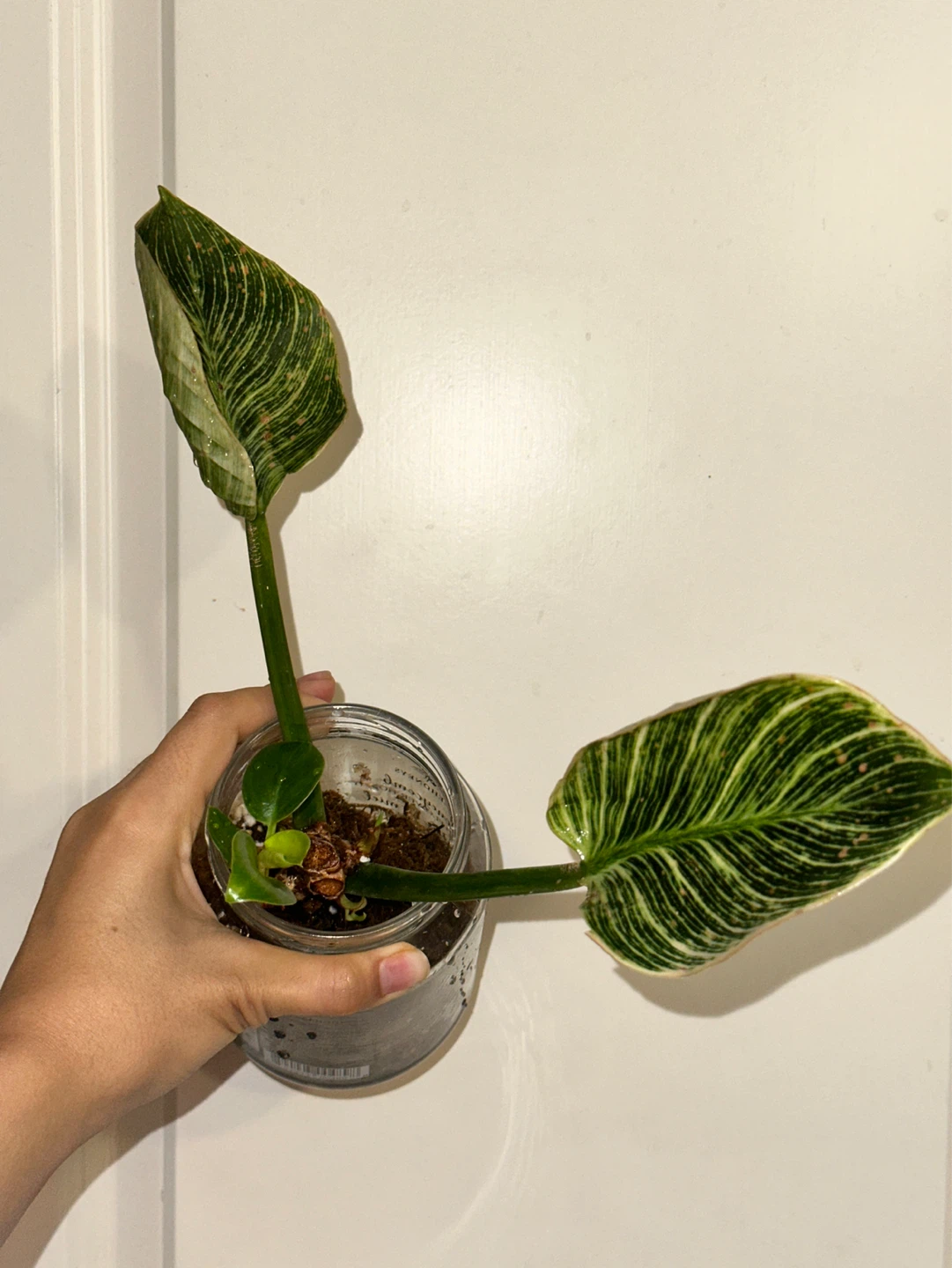 Philodendron Birkin Plant
