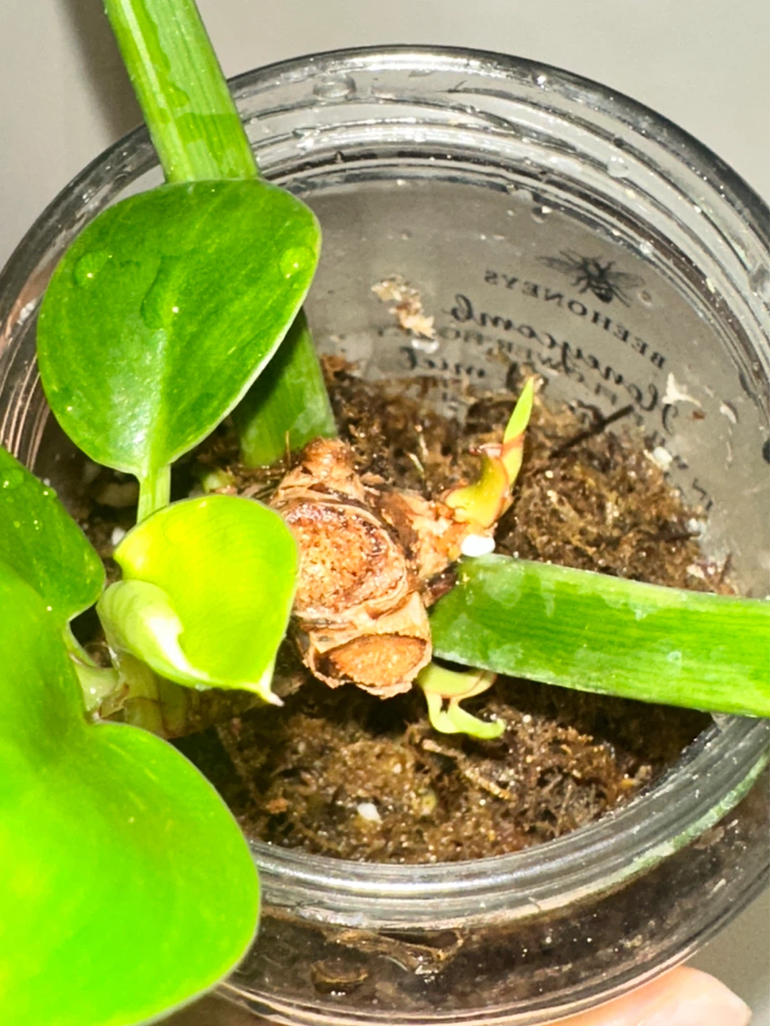 Philodendron Birkin Plant - photo 3