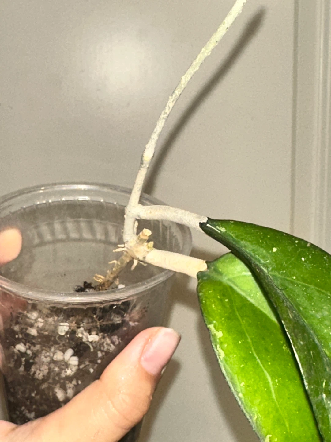 Hoya Viola Plant - photo 2