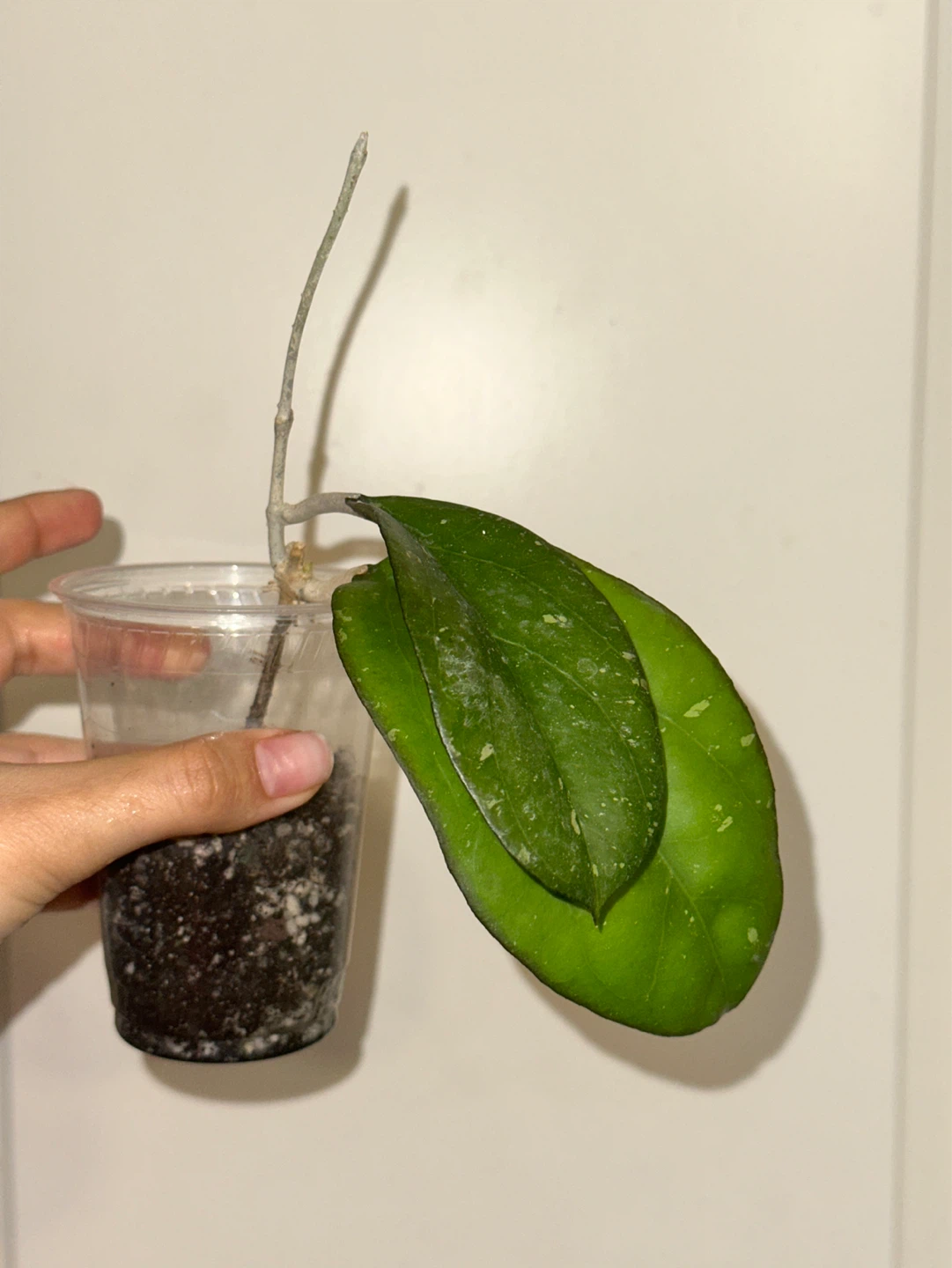 Hoya Viola Plant