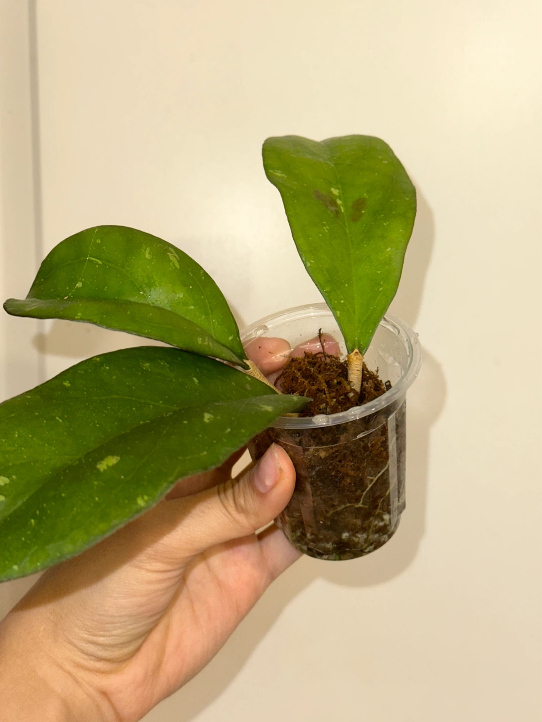 Hoya Viola Plant - photo 2