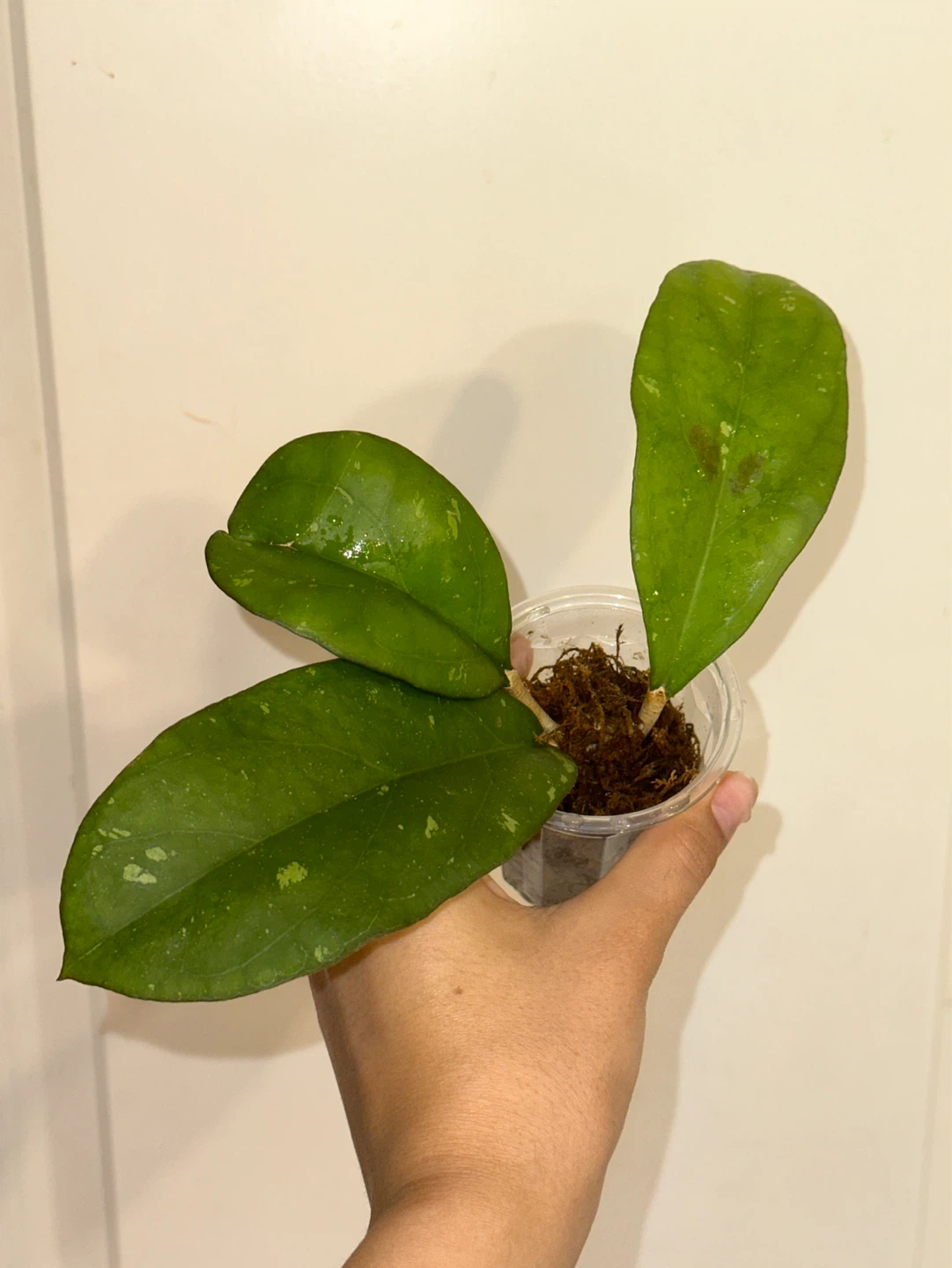 Hoya Viola Plant