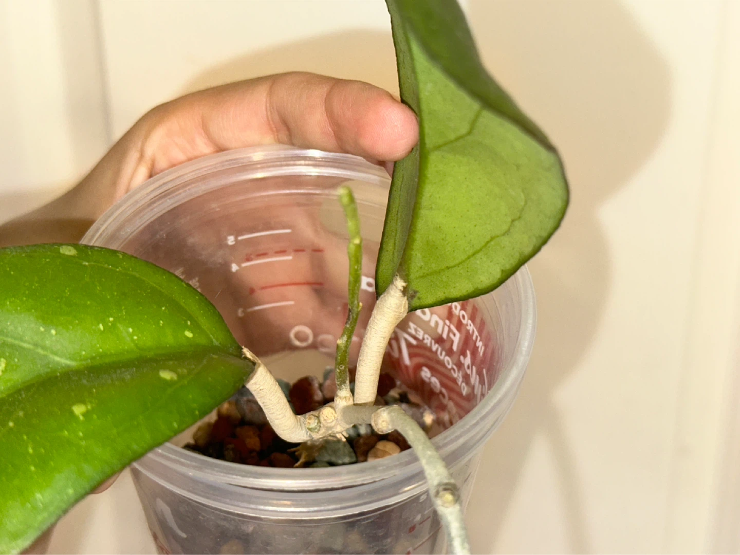 Hoya Viola Plant - photo 3