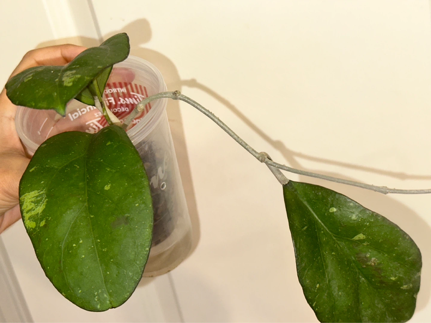 Hoya Viola Plant - photo 2