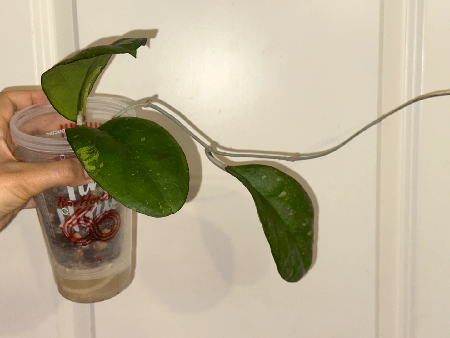 Hoya Viola Plant