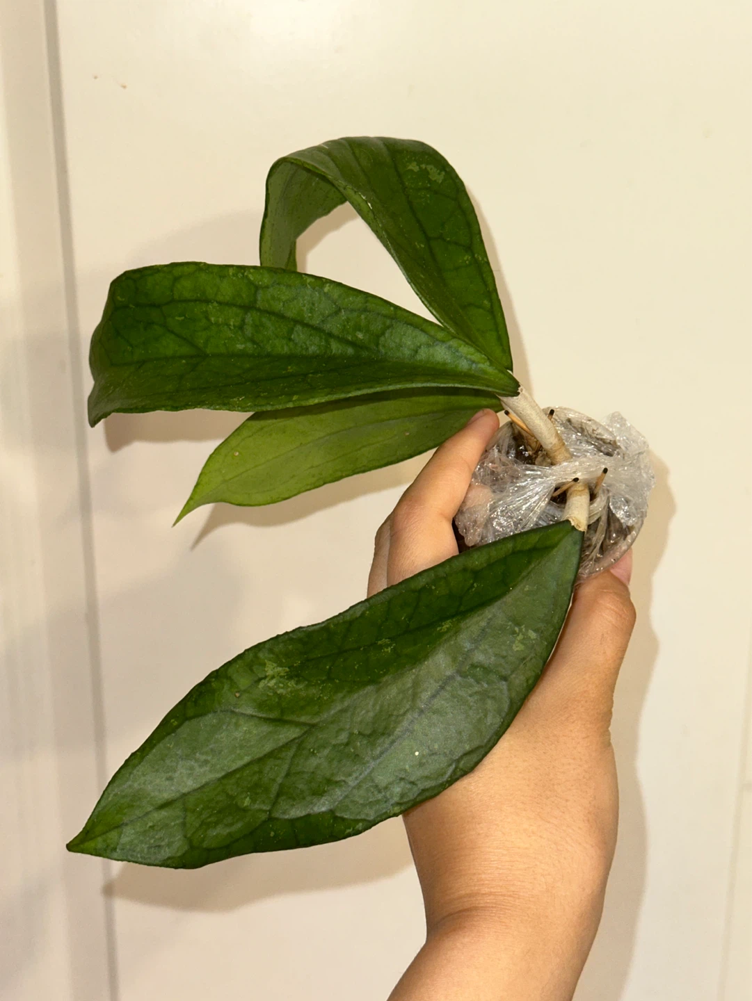 Hoya Jennifer Plant