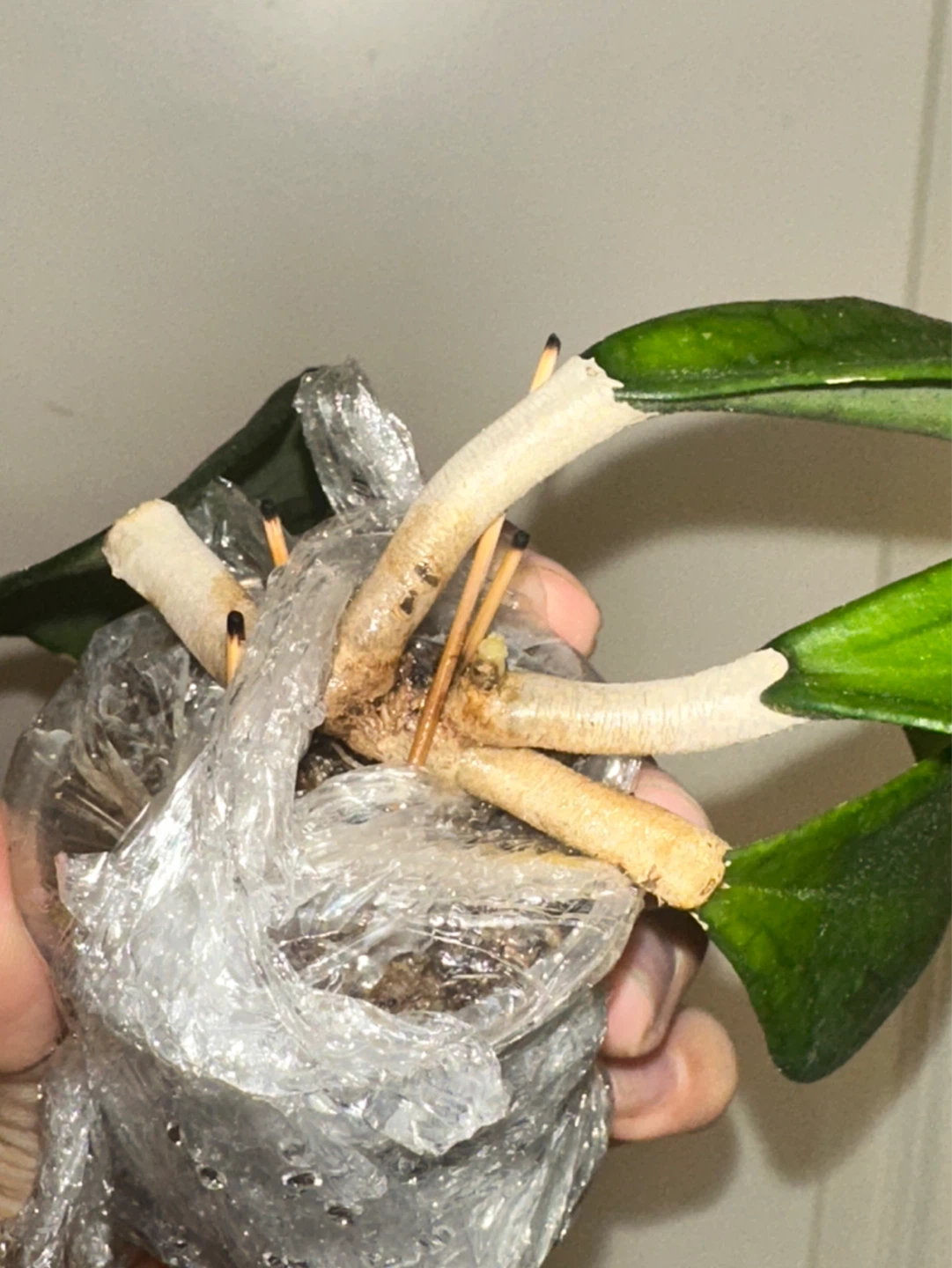 Hoya Jennifer Plant - photo 3