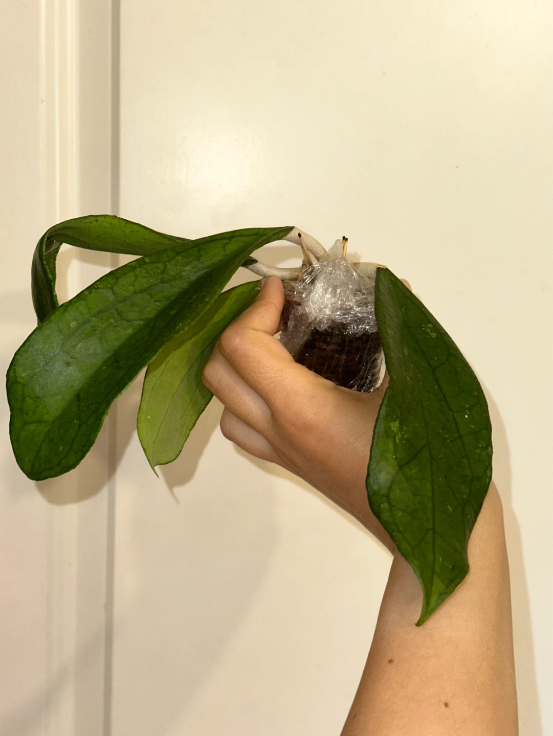 Hoya Jennifer Plant - photo 2
