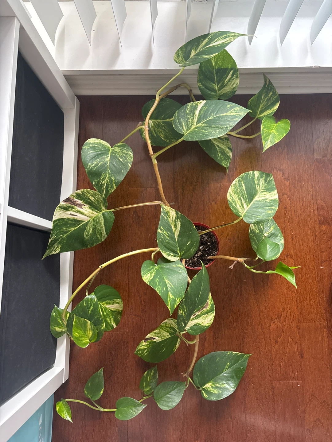 Large Variegated Pothos Plant