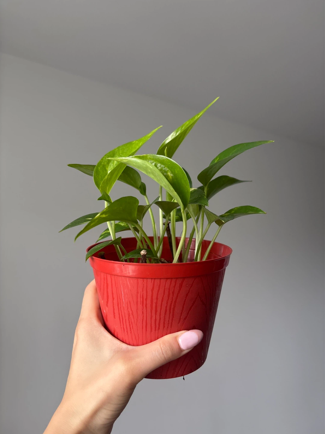 Pothos Plant in Orange Pot - photo 2