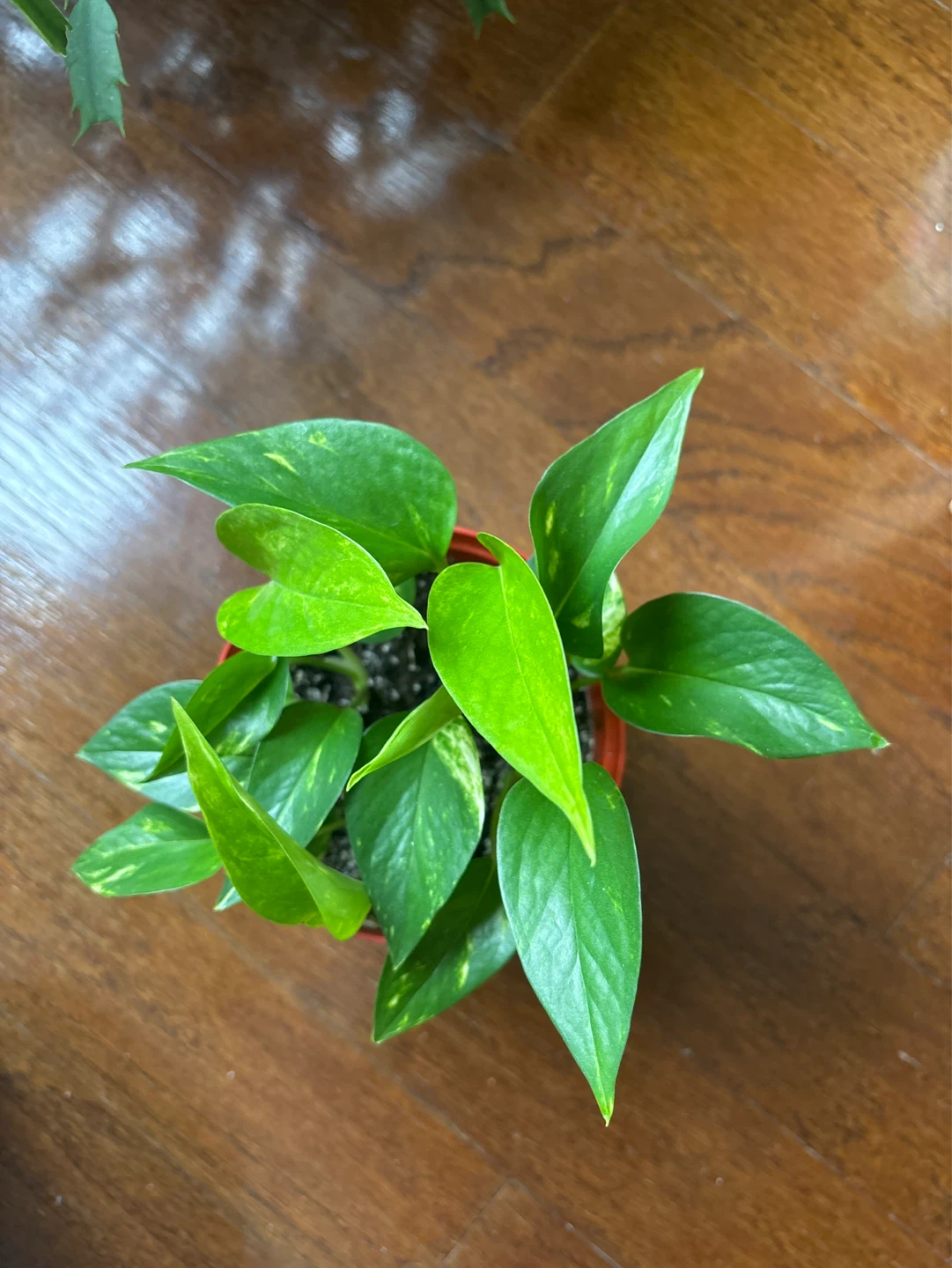 Pothos Plant in Orange Pot