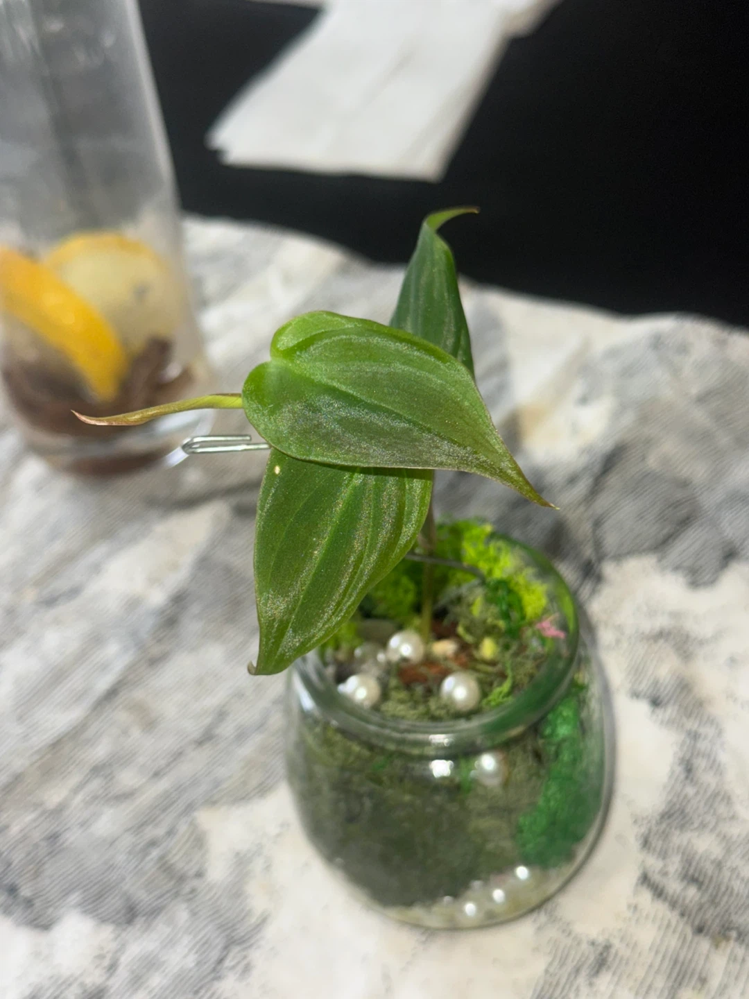 Philodendron micans Plant in glass moss terrarium pot - photo 3