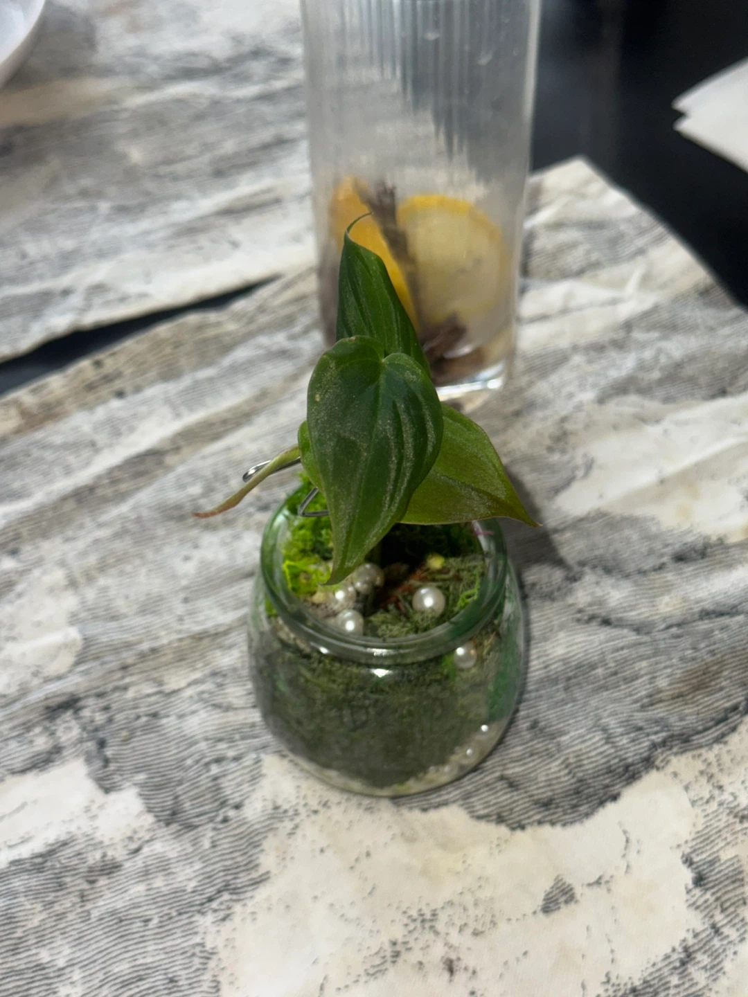 Philodendron micans Plant in glass moss terrarium pot - photo 2