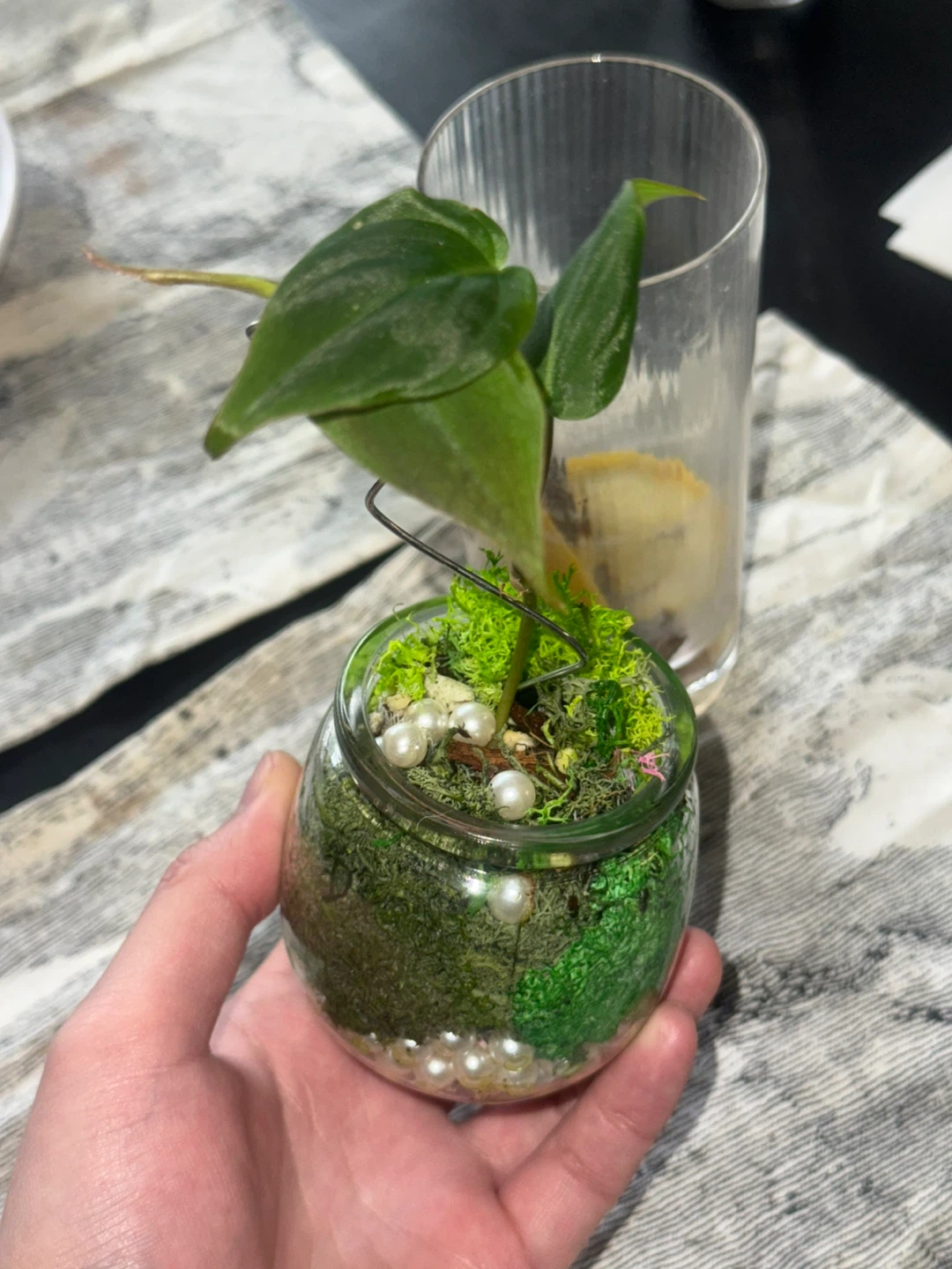 Philodendron micans Plant in glass moss terrarium pot - photo 4