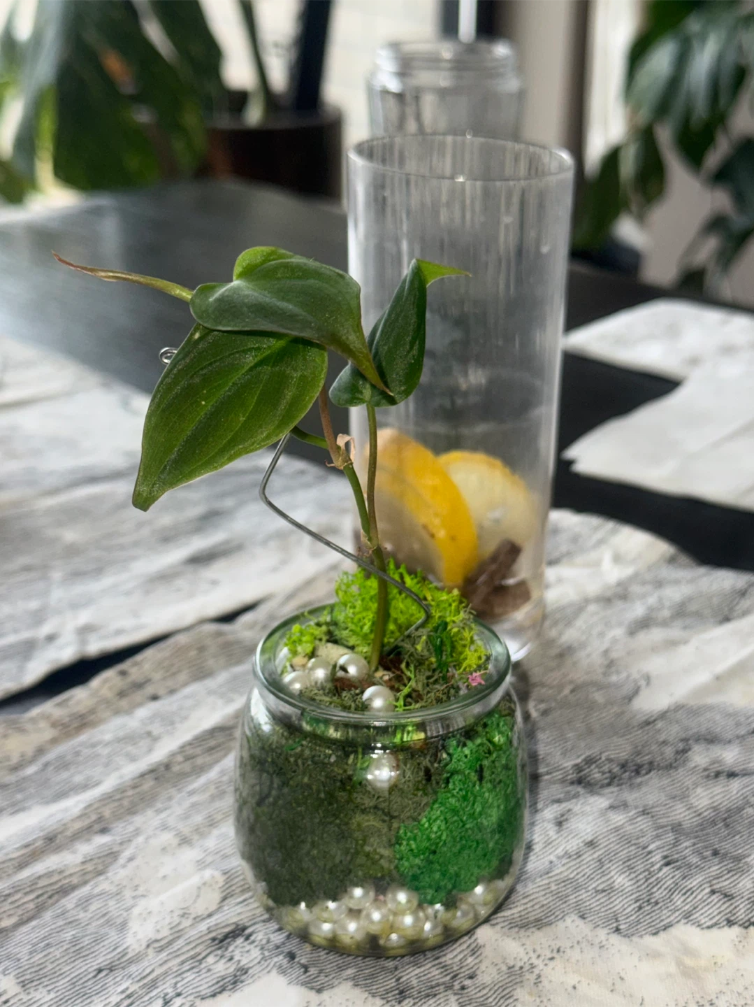 Philodendron micans Plant in glass moss terrarium pot