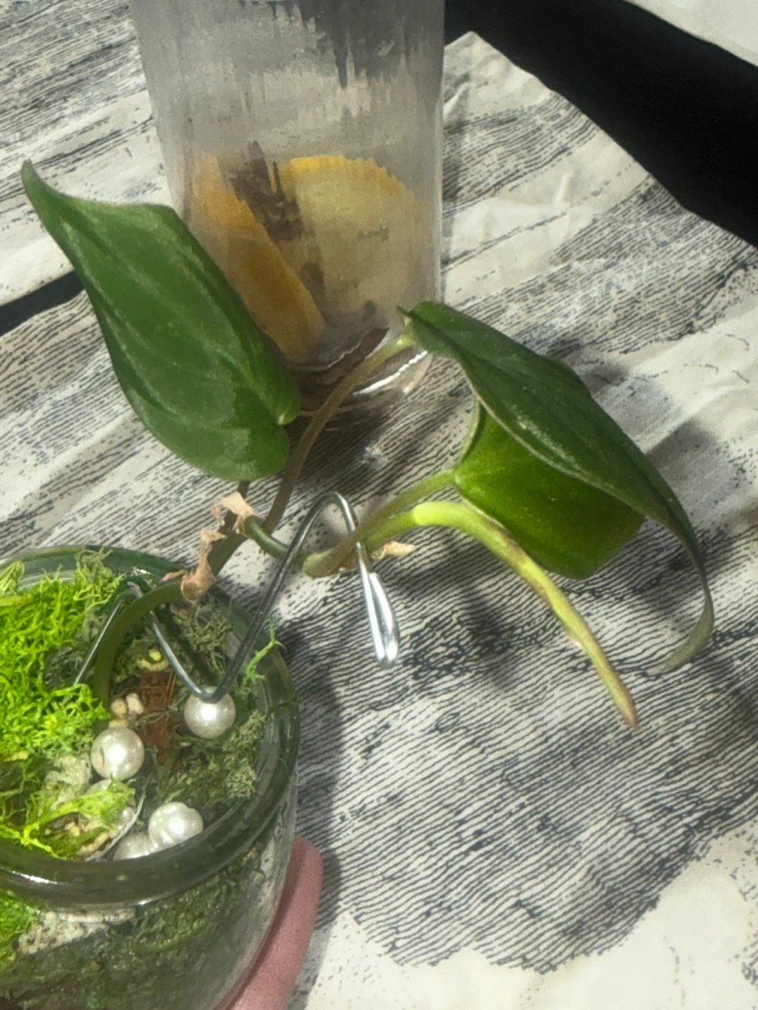 Philodendron micans Plant in glass moss terrarium pot - photo 5