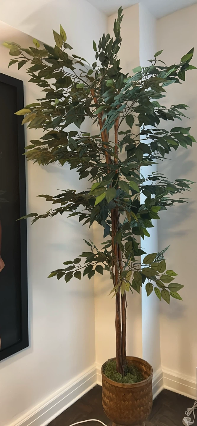 Tall Faux Ficus Tree in Woven Planter
