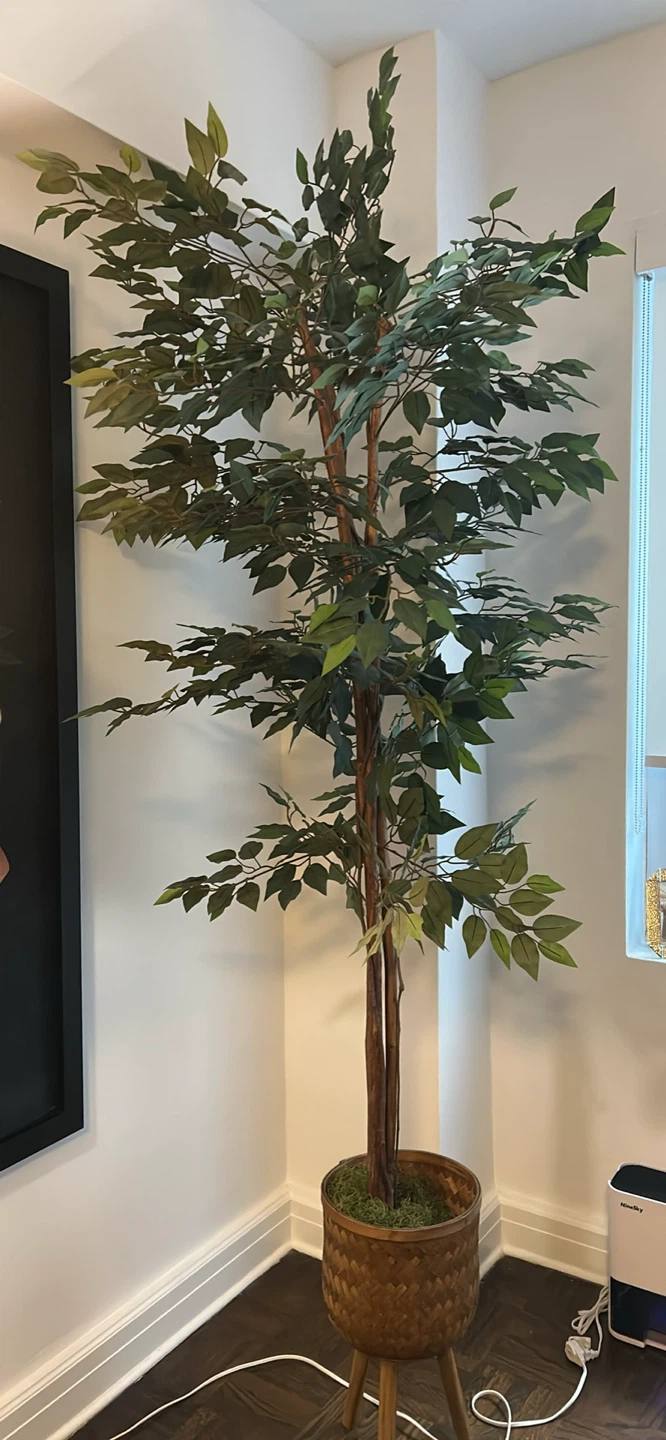 Tall Faux Ficus Tree in Woven Planter - photo 2