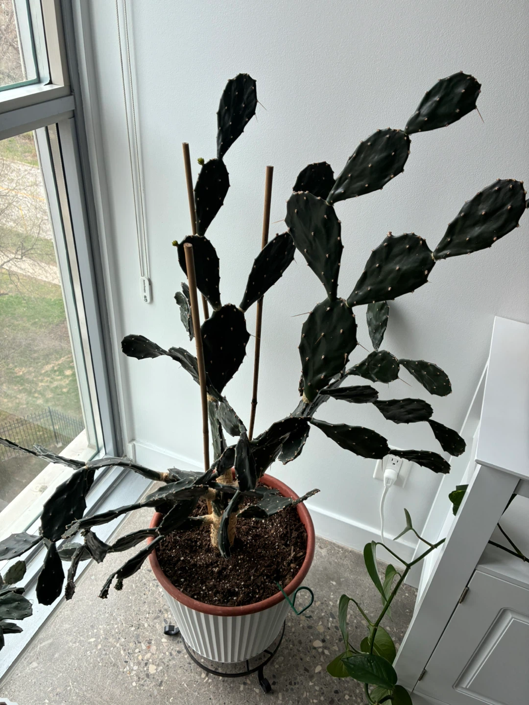 Cactus Clippings - photo 2