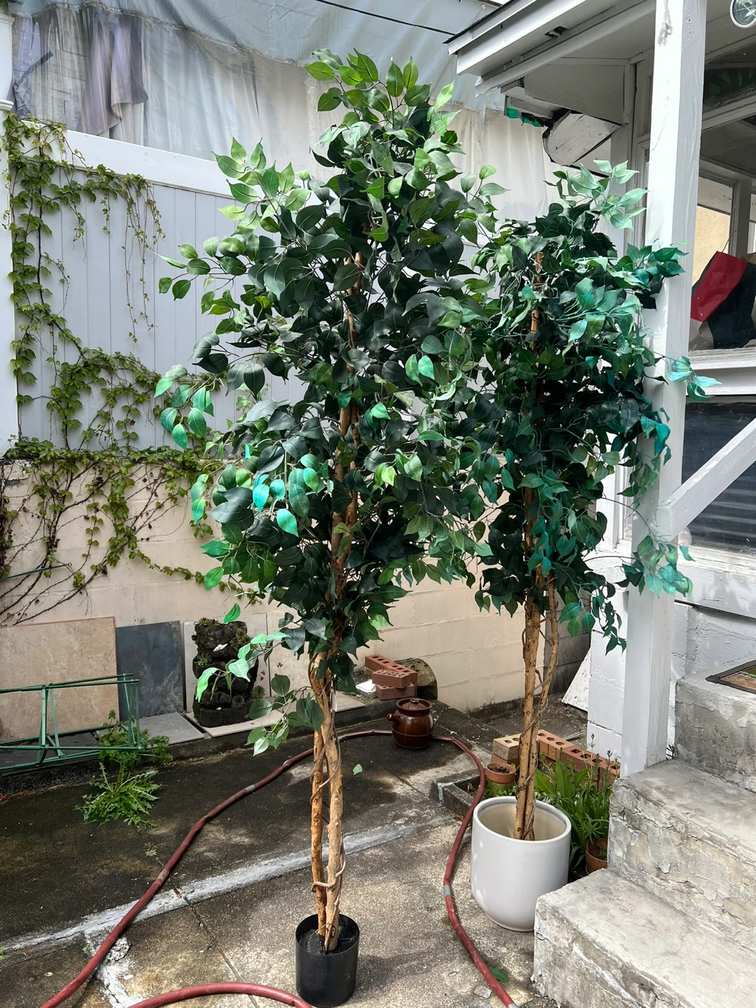 2 large Artificial Ficus Trees $160 for two