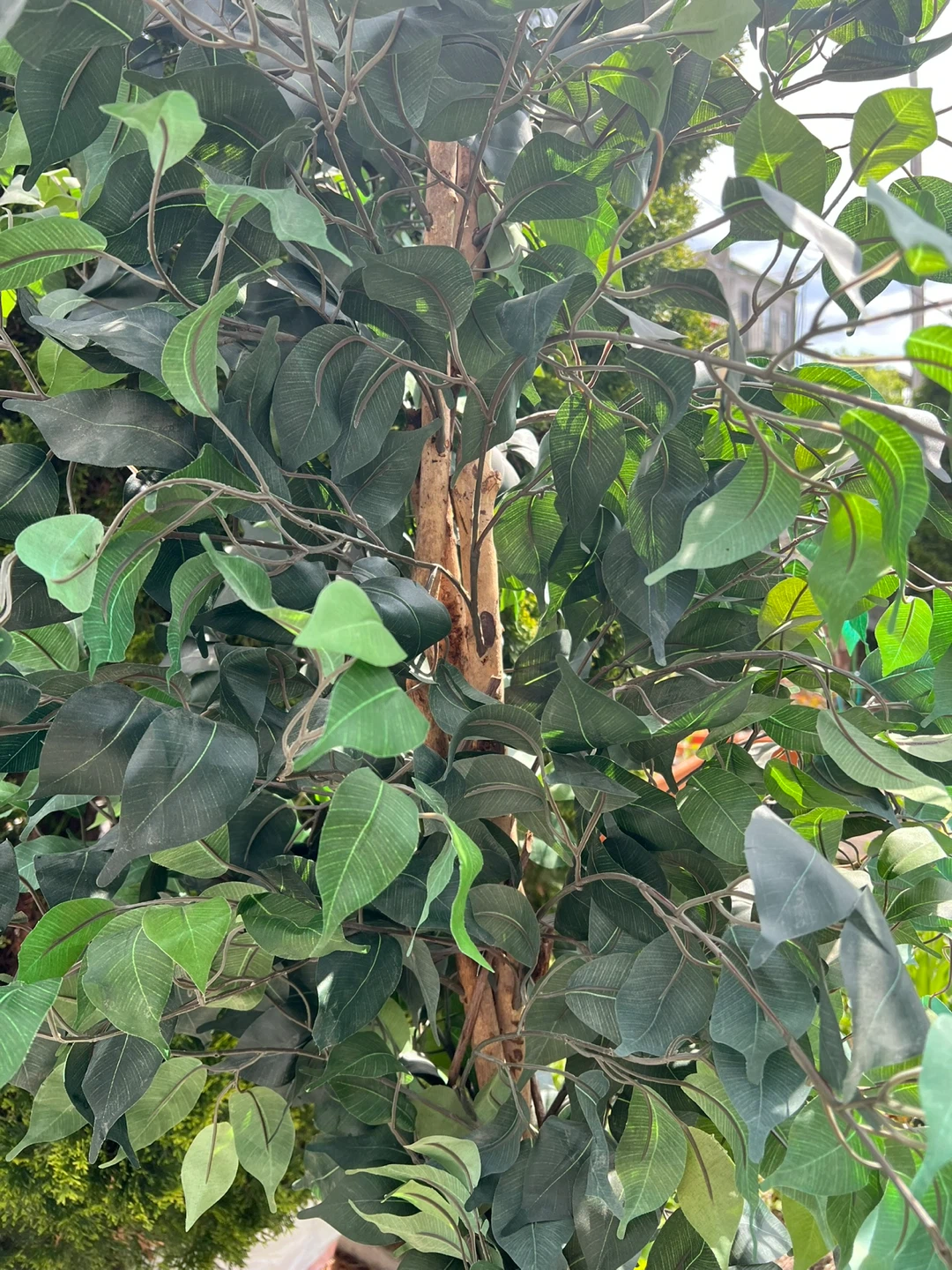 large Artificial Ficus Tree 7 ft high - photo 3