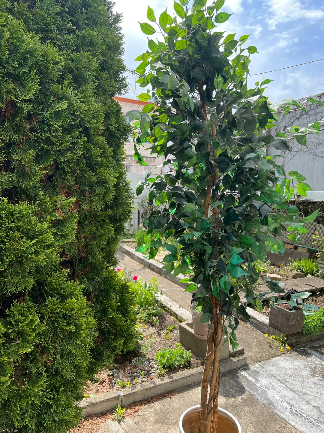 2 large Artificial Ficus Trees $160 for two - photo 3