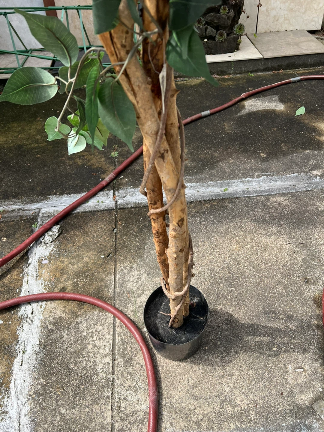 large Artificial Ficus Tree 7 ft high - photo 4