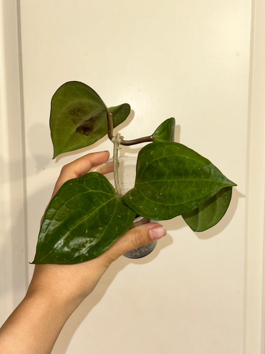 Hoya Sarawak Plant