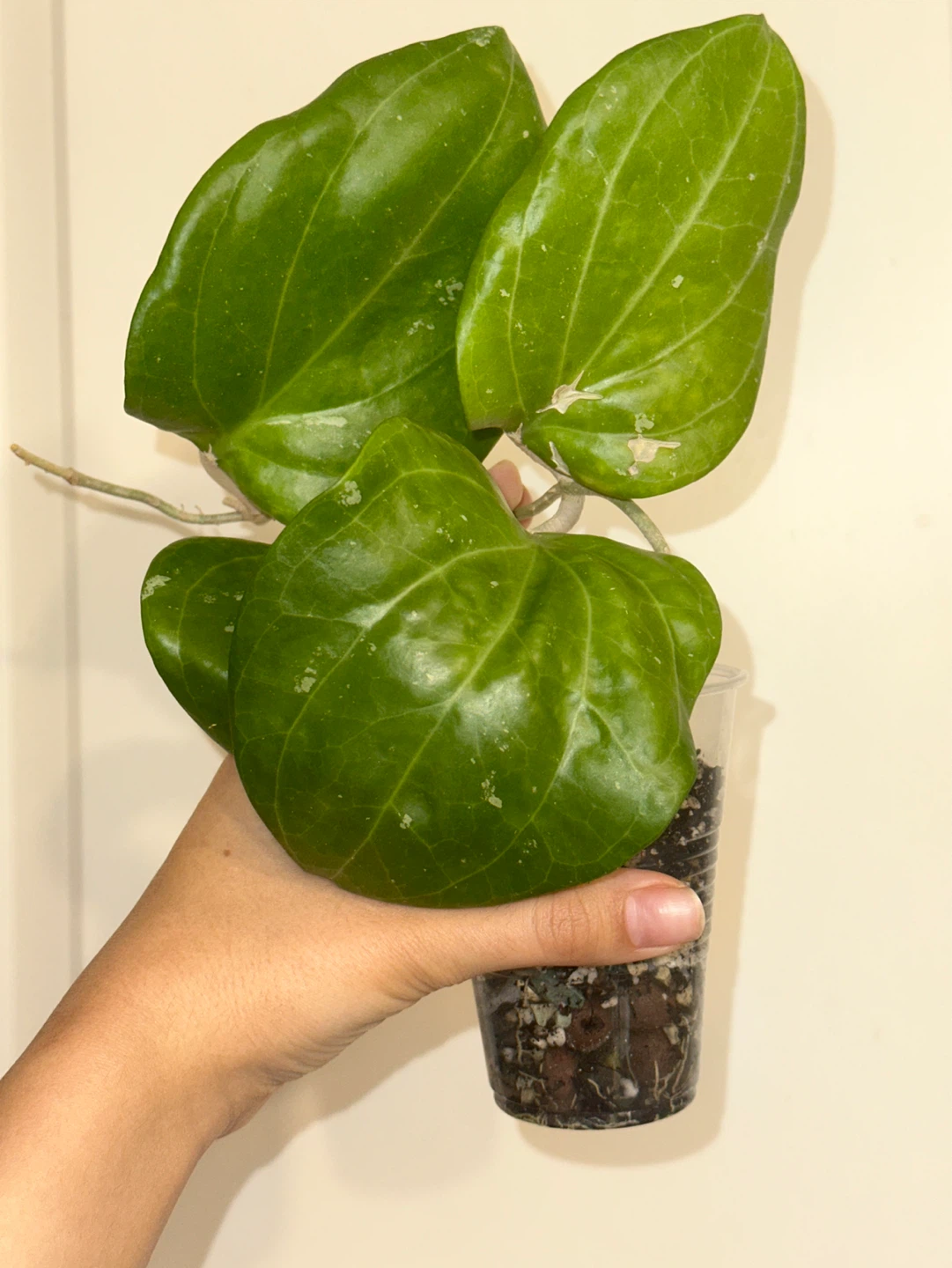 Hoya Sarawak Plant - photo 2