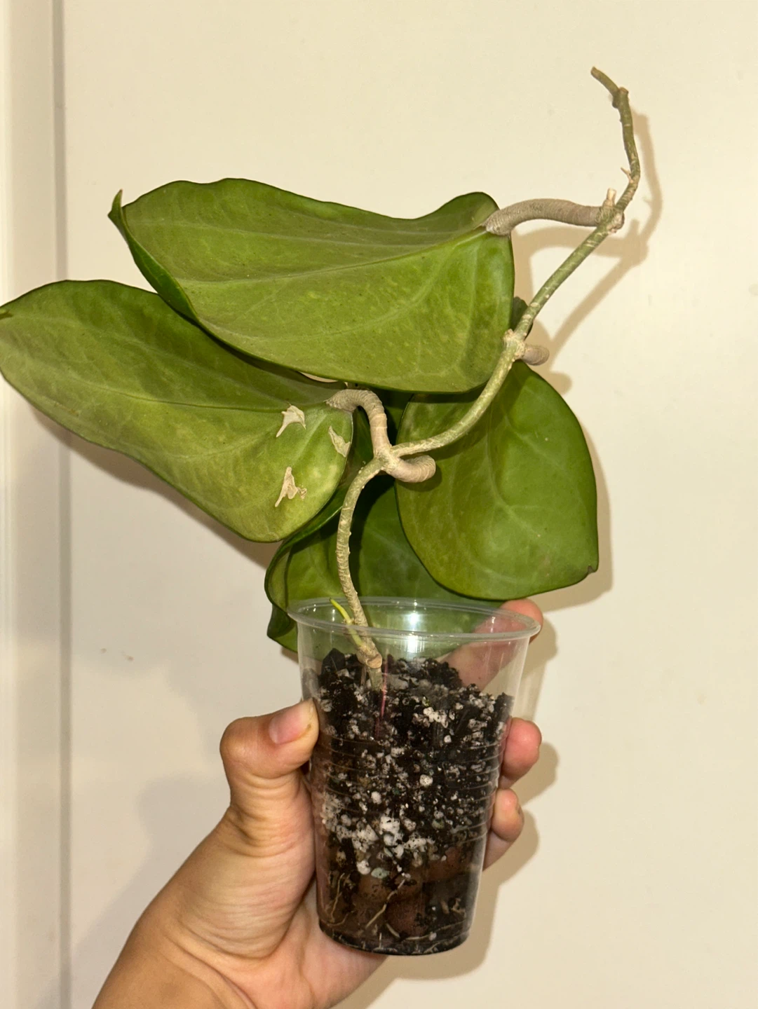 Hoya Sarawak Plant - photo 4