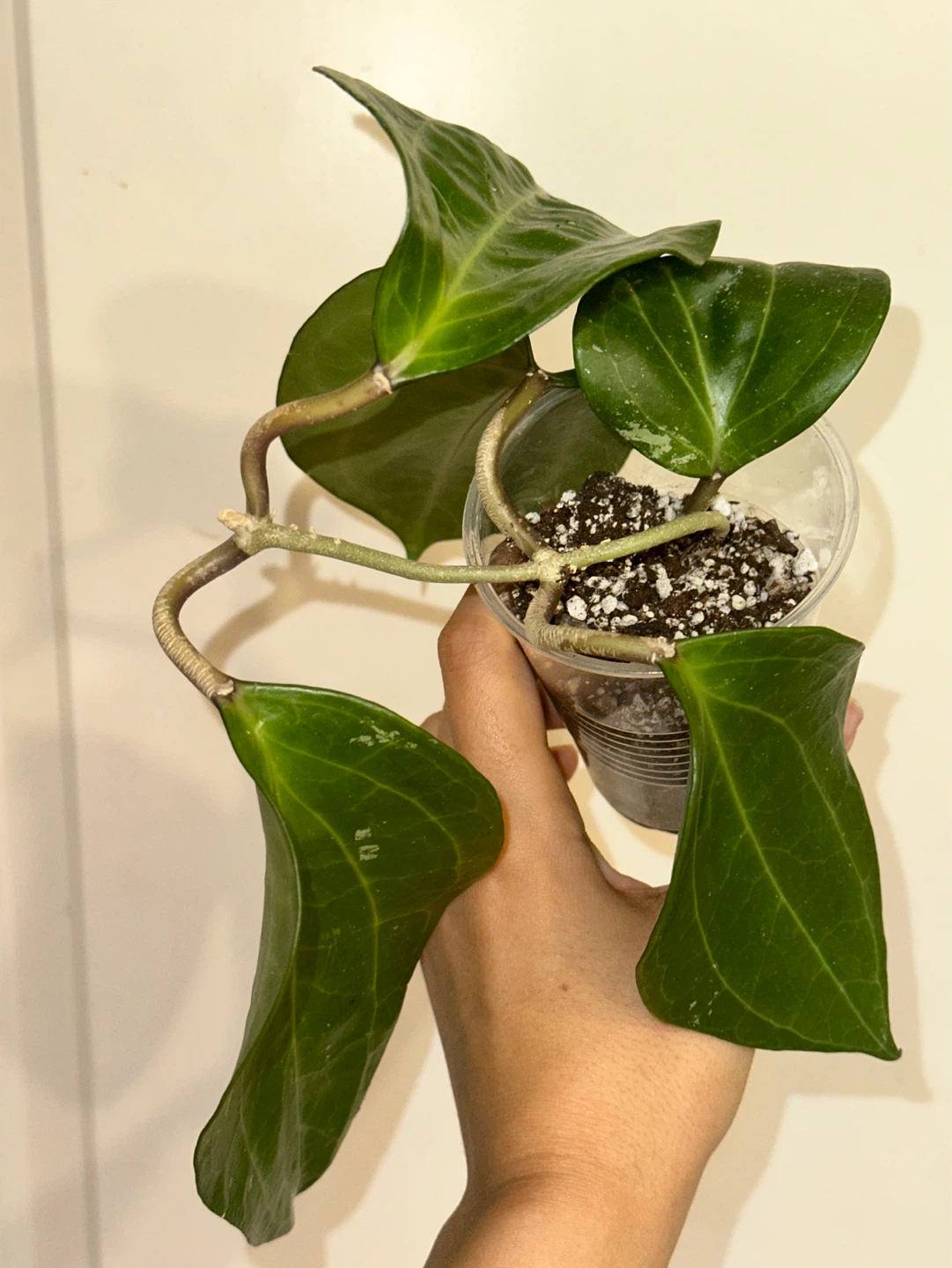 Hoya Sarawak Plant