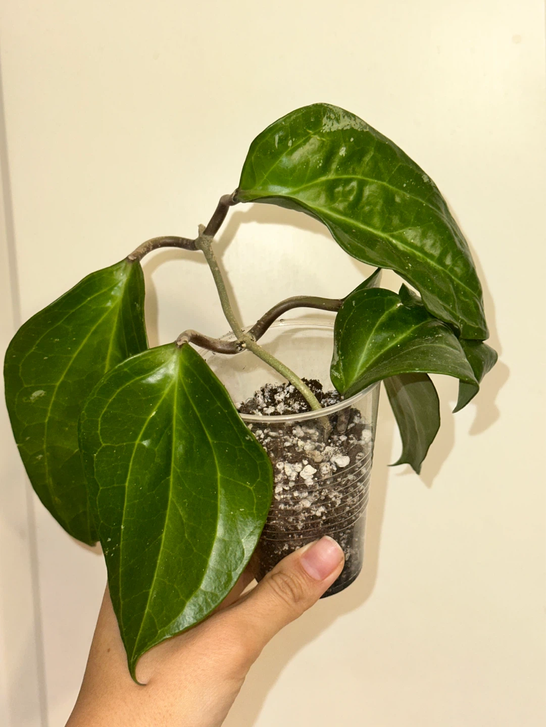 Hoya Sarawak Plant - photo 5