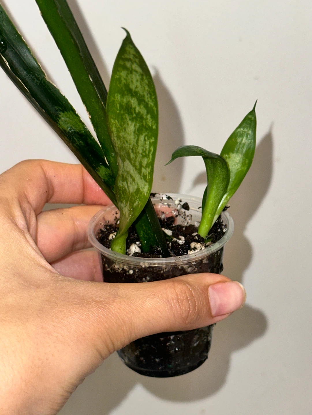 Snake Plant Seedlings - photo 3