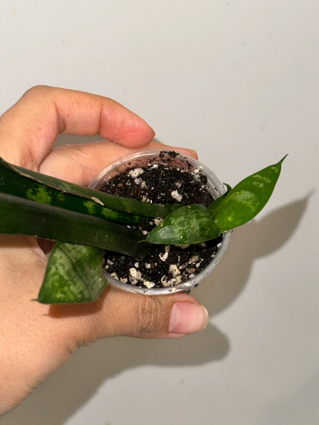 Snake Plant Seedlings - photo 4