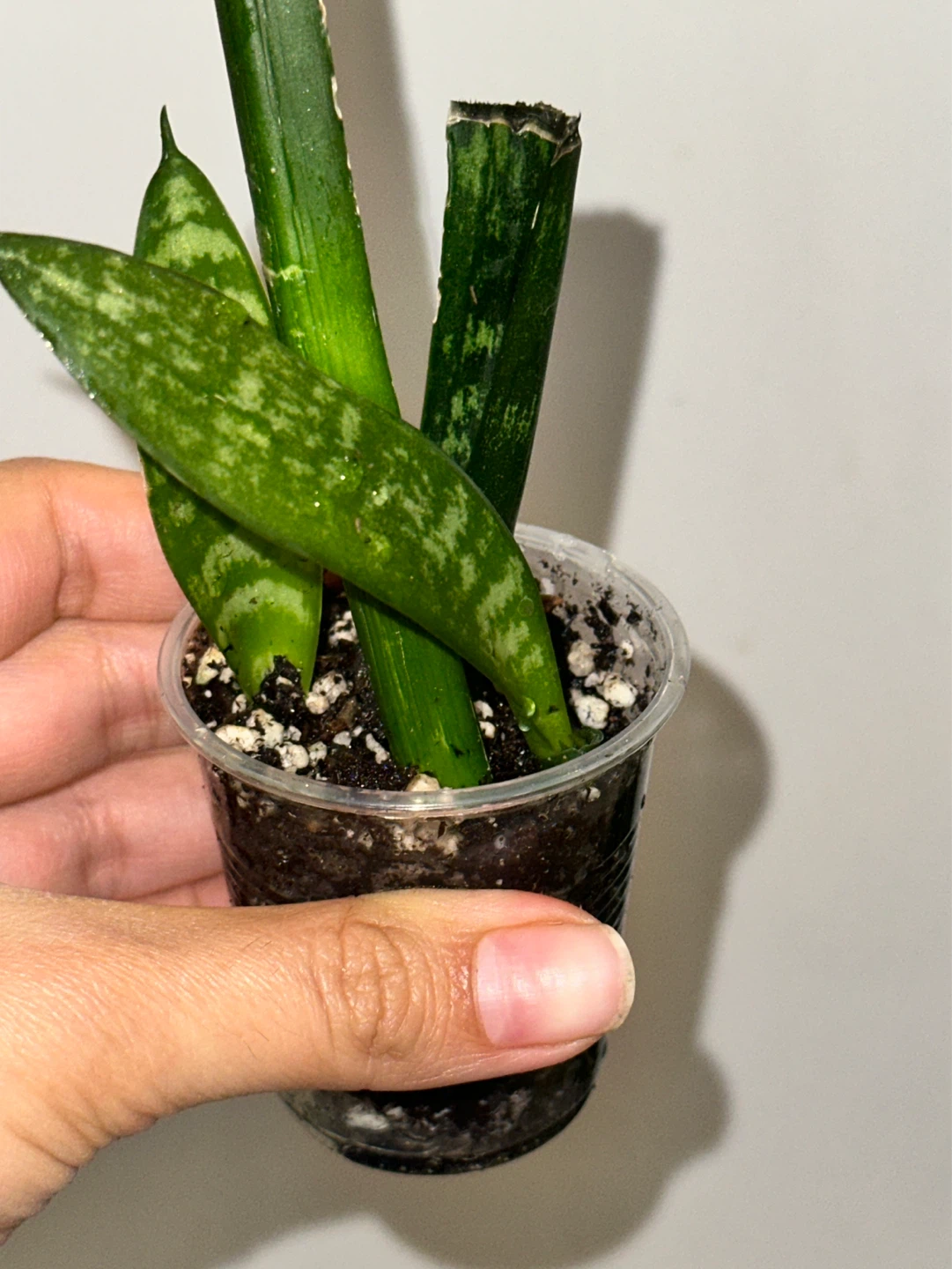 Snake Plant Seedlings