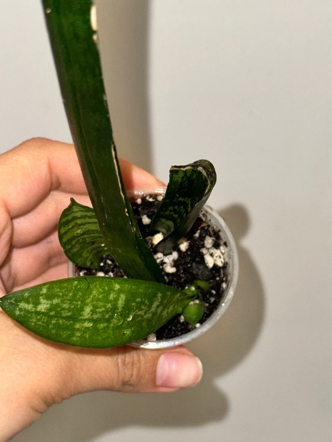 Snake Plant Seedlings - photo 2
