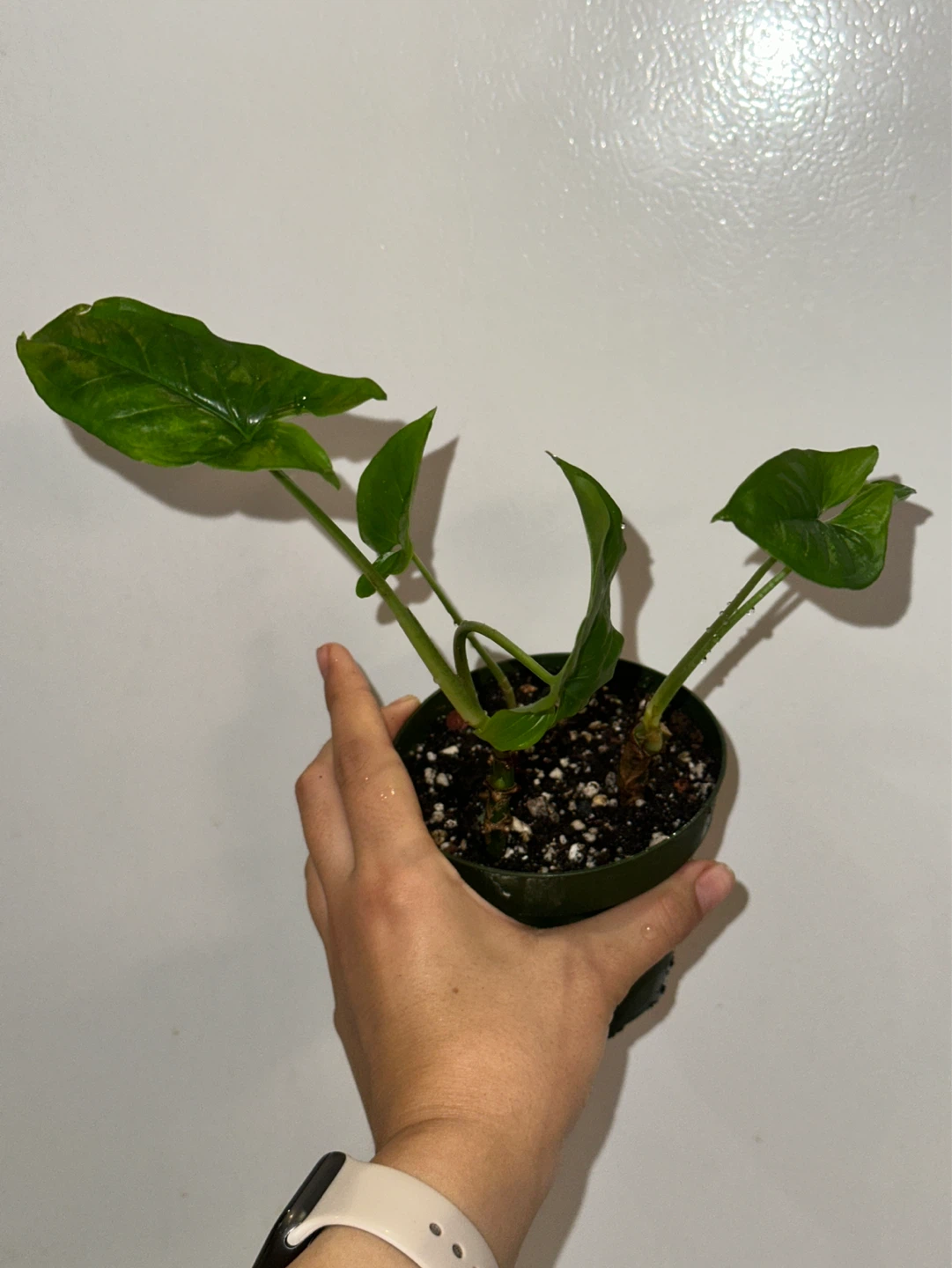 Syngonium Podophyllum Plant