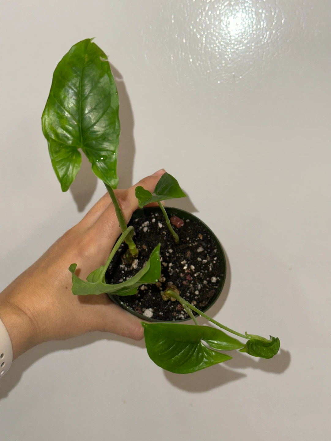 Syngonium Podophyllum Plant - photo 2