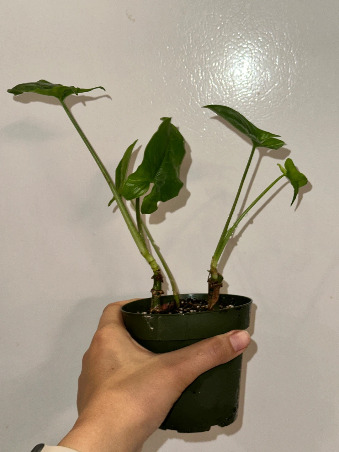 Syngonium Podophyllum Plant - photo 3