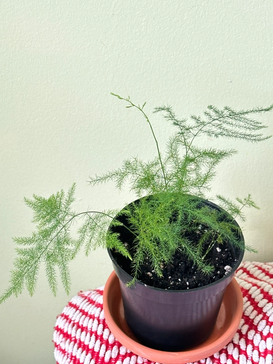 Asparagus Fern Plant