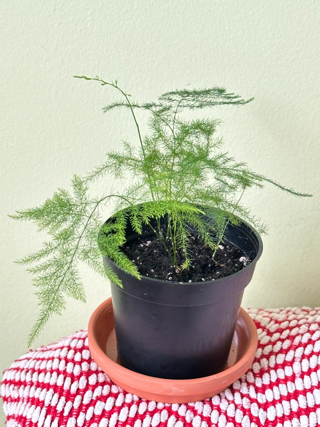 Asparagus Fern Plant - photo 2