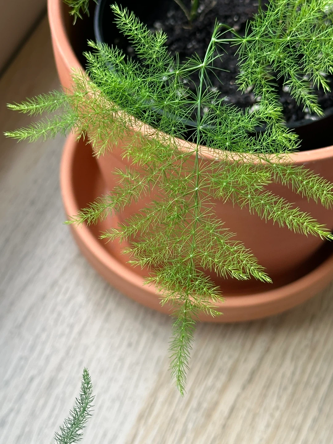 Asparagus Fern Plant - photo 3