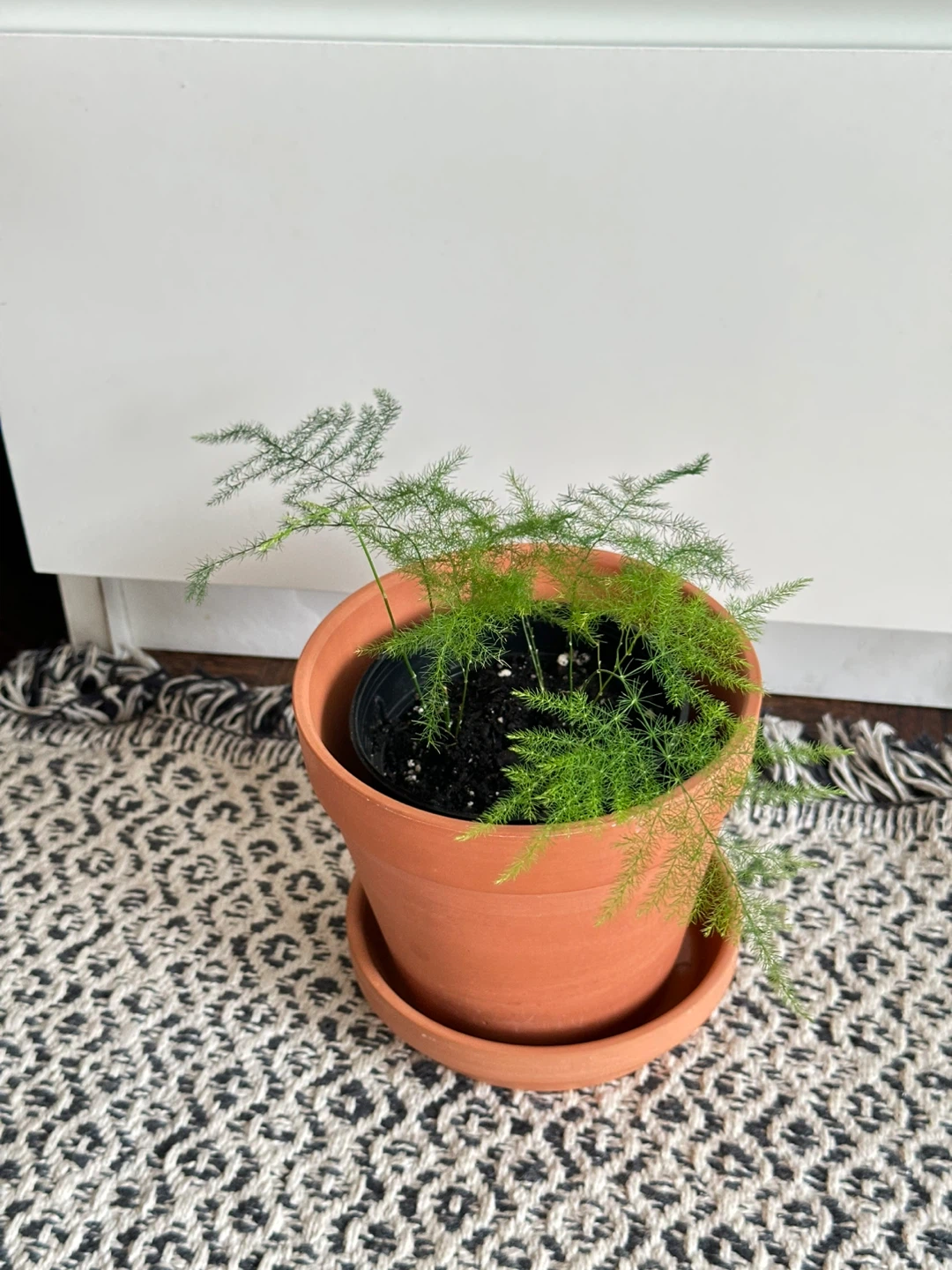 Asparagus Fern Plant - photo 4