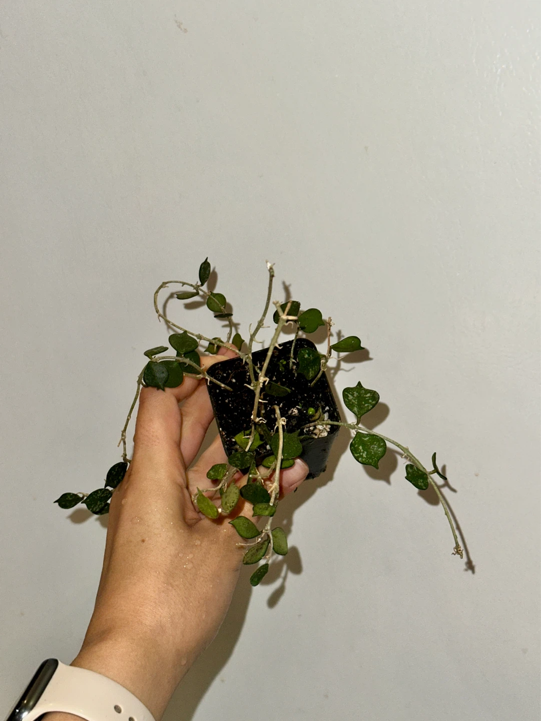 Hoya Curtisii Plant