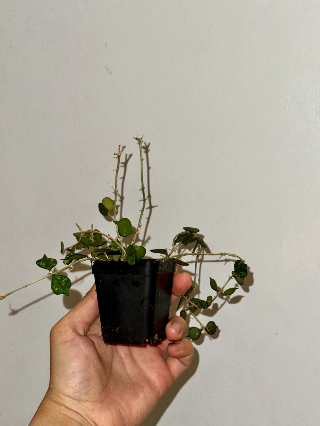 Hoya Curtisii Plant - photo 3
