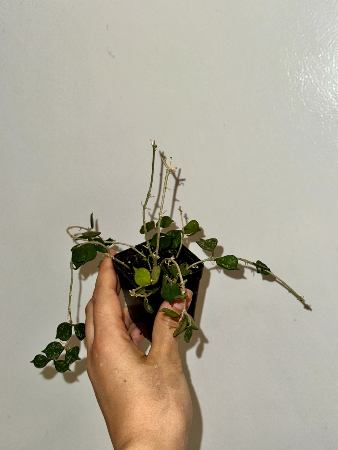 Hoya Curtisii Plant - photo 2